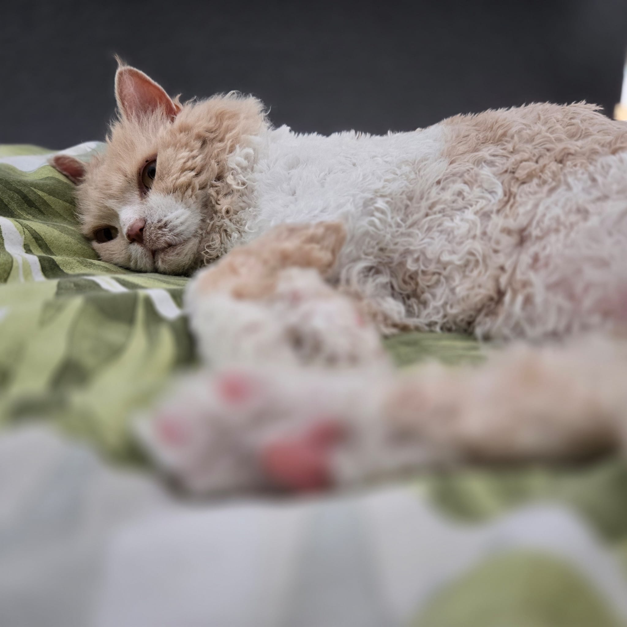Tedcat laying on the bed