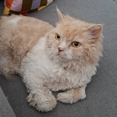 Tedcat sitting on the couch