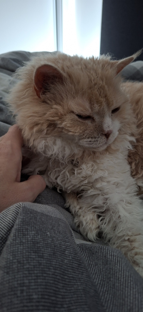 Tedcat getting face scratches