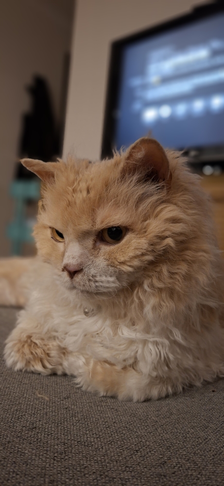 Tedcat ignoring the TV