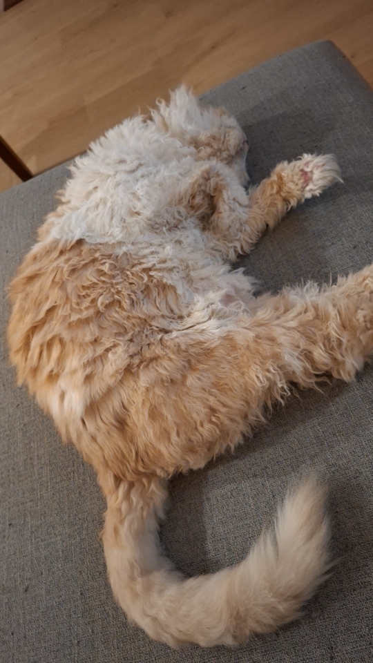 Tedcat laying down with his paws up