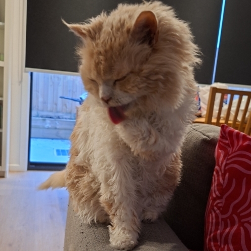 Tedcat cleaning his left front paw