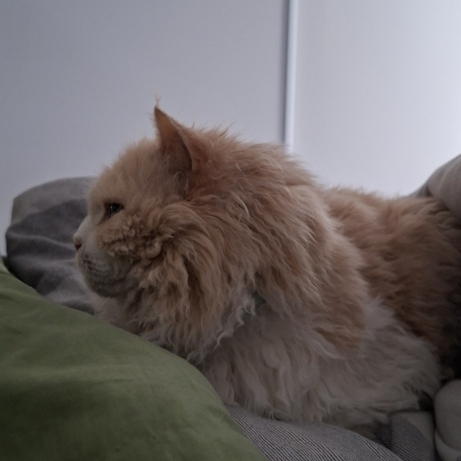 Tedcat in profile