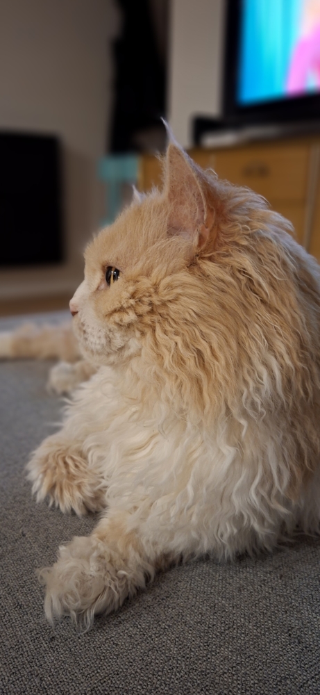Tedcat in profile laying down