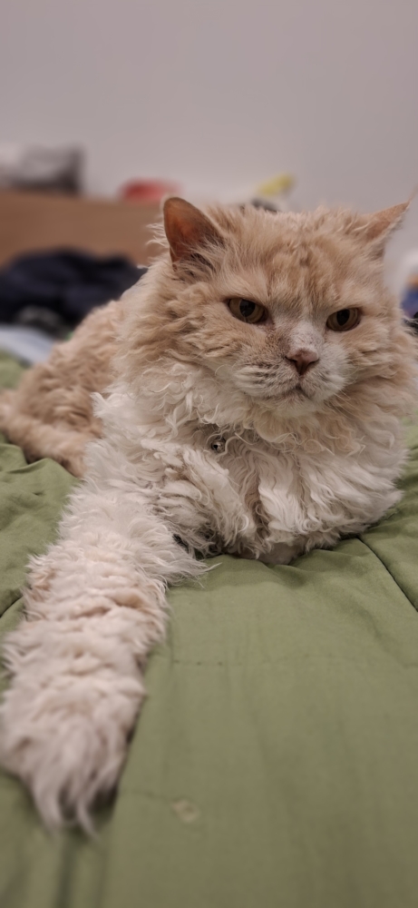 Tedcat laying down with his paw out