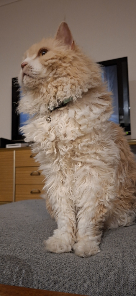 Tedcat sitting on his back legs