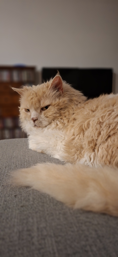 Tedcat looking back at the camera