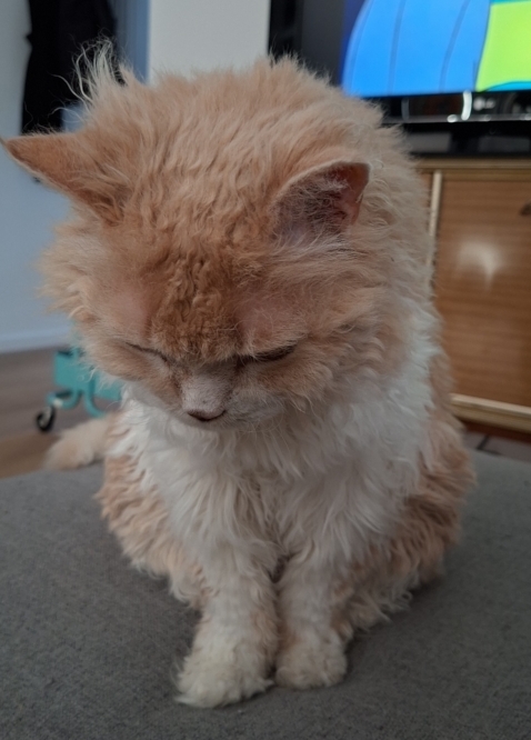 Tedcat looking down