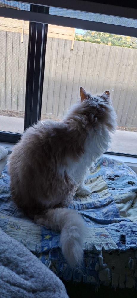 Tedcat looking out the window