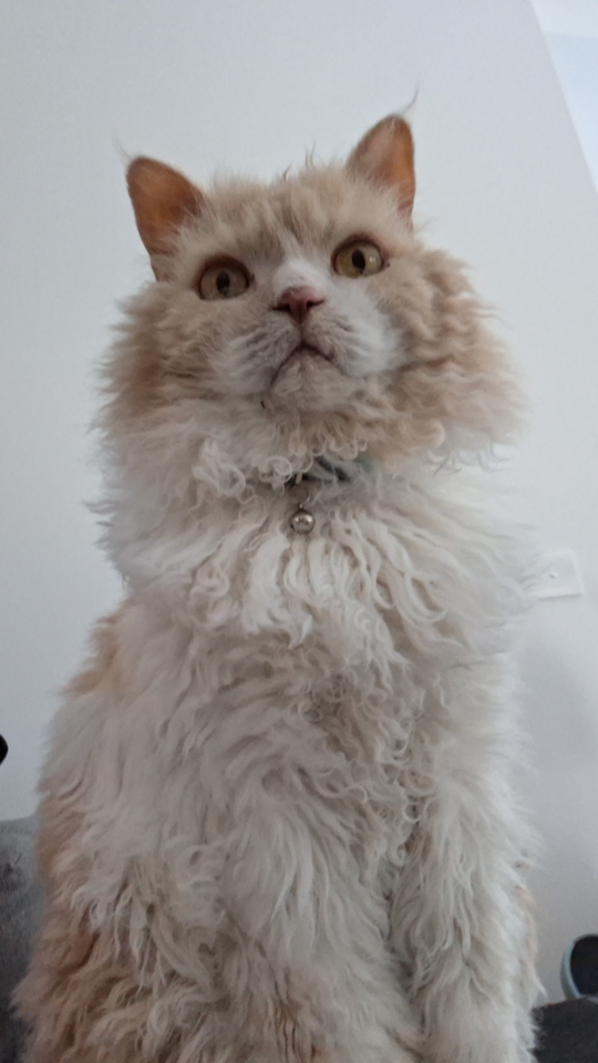 Tedcat sitting up facing the camera
