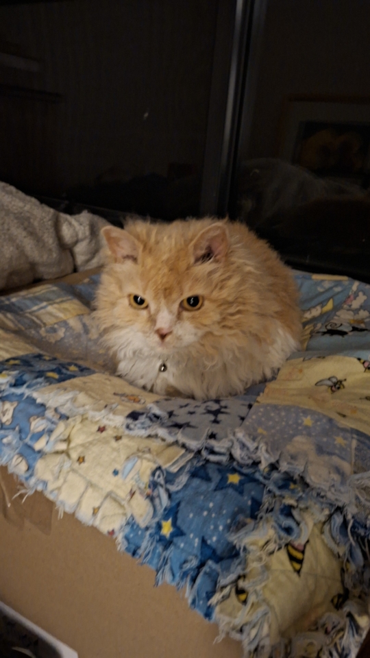 Tedcat sitting down