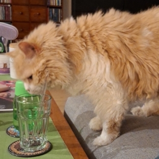 Tedcat looking into a glass