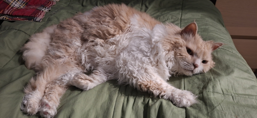 Tedcat laying on our bed
