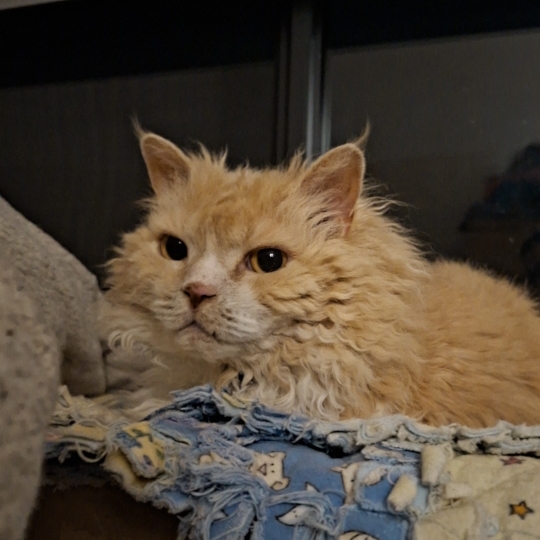 Tedcat sitting on his fave box