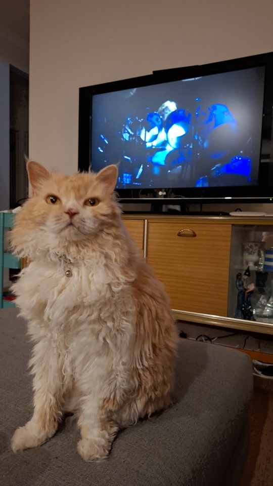 Tedcat looking at the camera while in front of the tv
