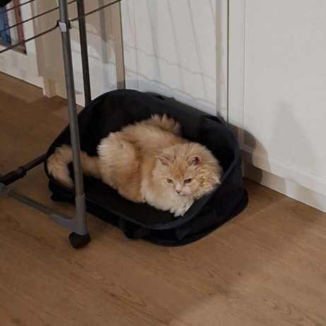 Tedcat in the washing basket