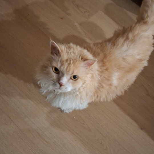 Tedcat looking up