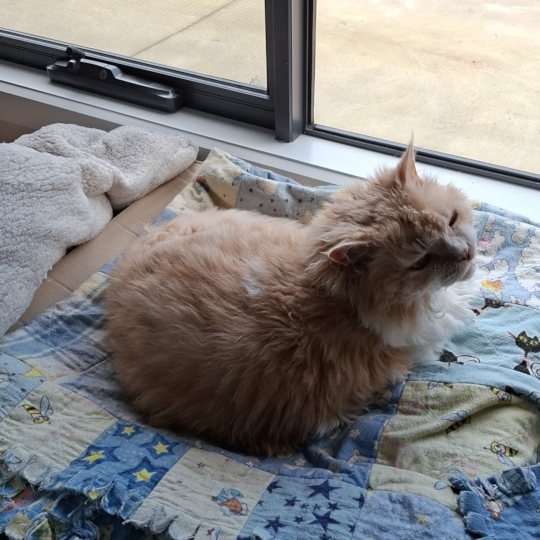 Tedcat napping