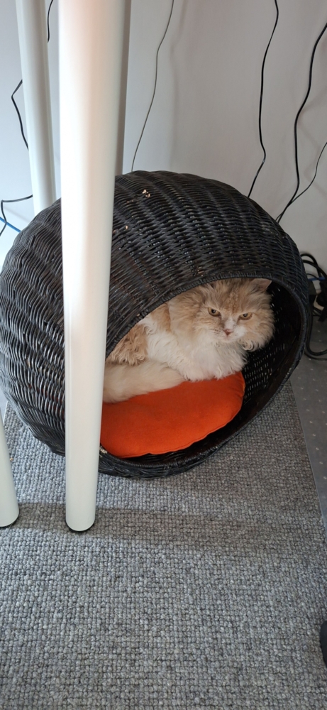 Ted napping in his basket bed
