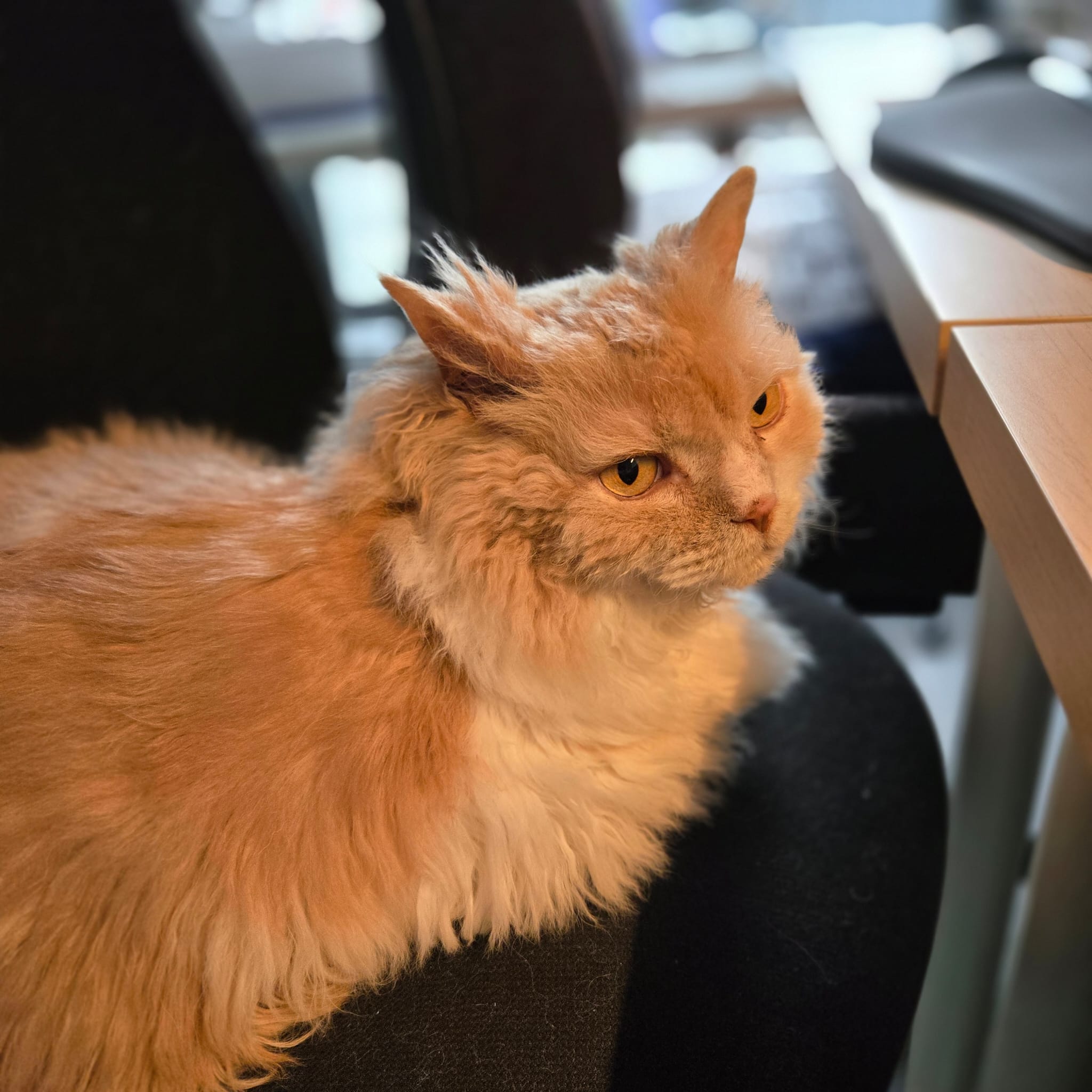 Ted sitting on his chair
