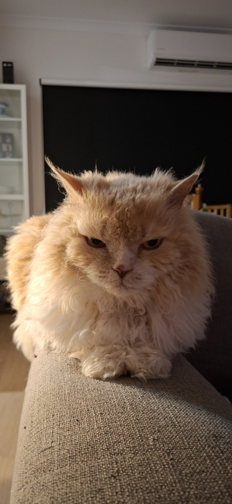 Ted on the arm of the lounge