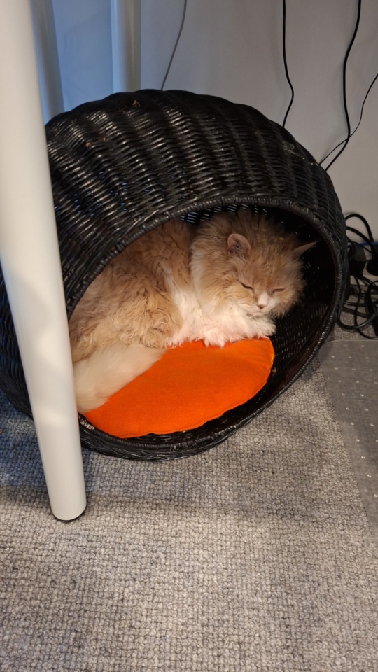 Ted napping in his bed