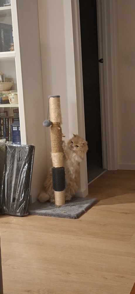 Ted scratching his scratching post