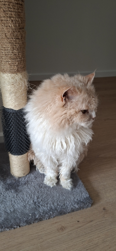 Ted at his scratching post