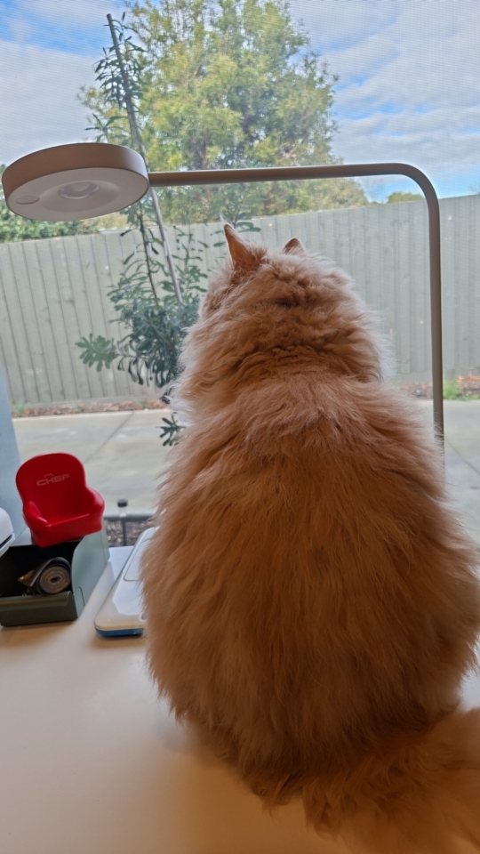 Ted watching the birds again