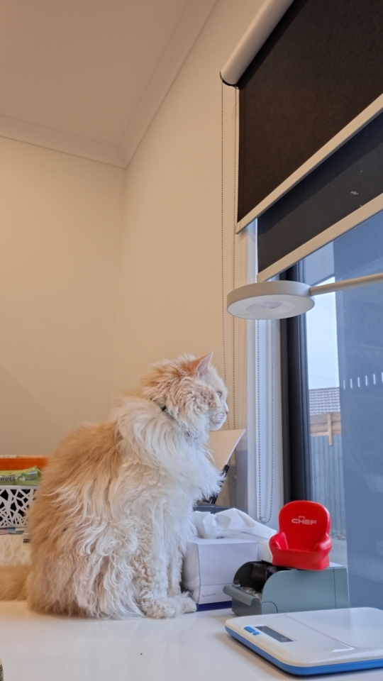 Ted watching the driveway