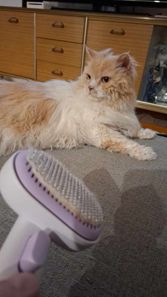 Ted getting brushed