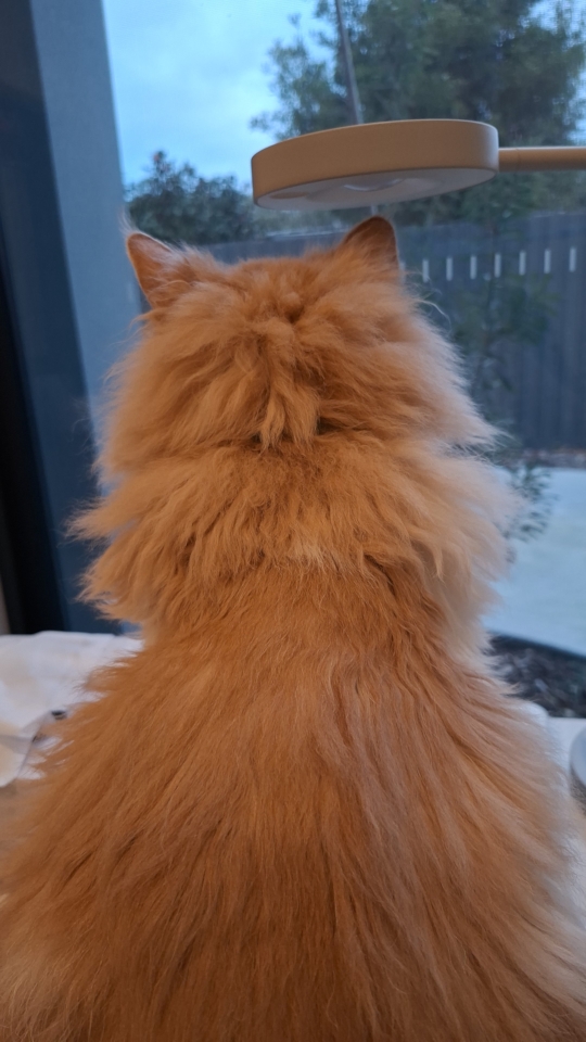 Ted watching the fence
