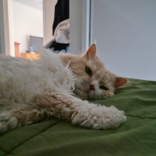 Ted laying down with his paw extended