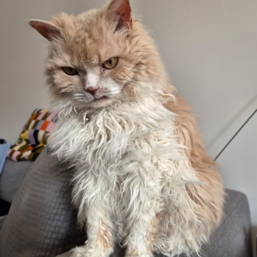 Ted sitting up with resting grump face