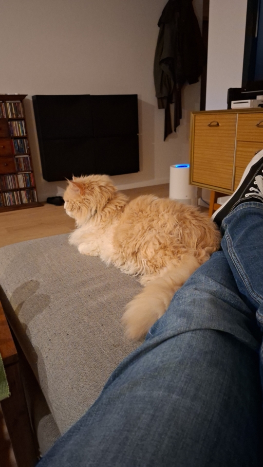 Ted snoozing next to my legs