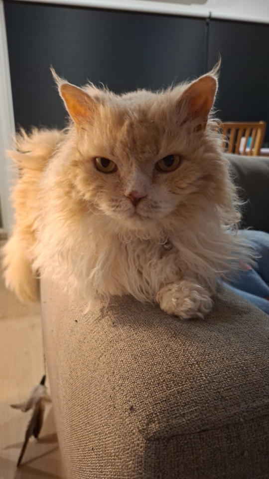 Ted sitting on the arm of the couch