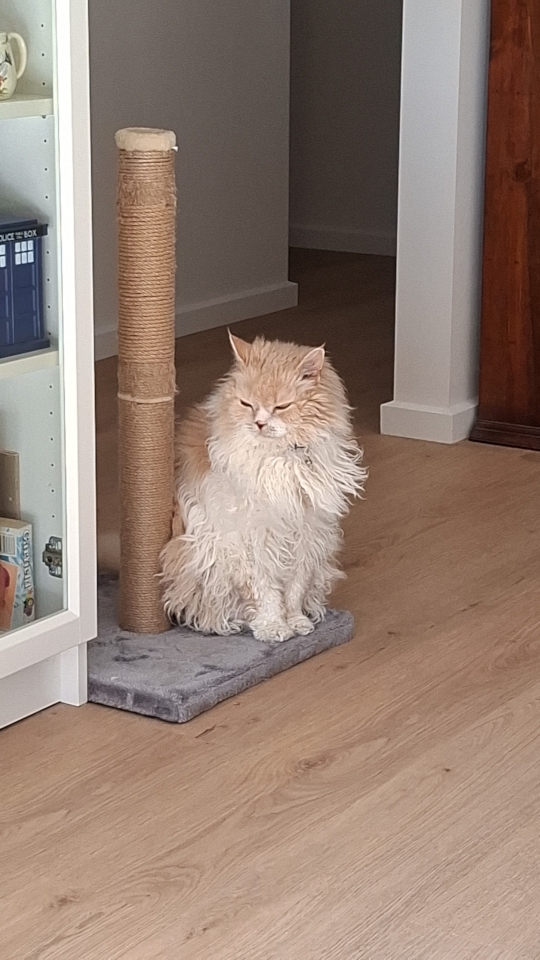 Ted guarding his scratching post