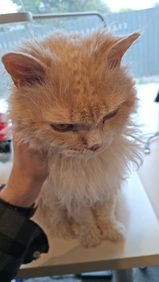 Ted gets desk scratches