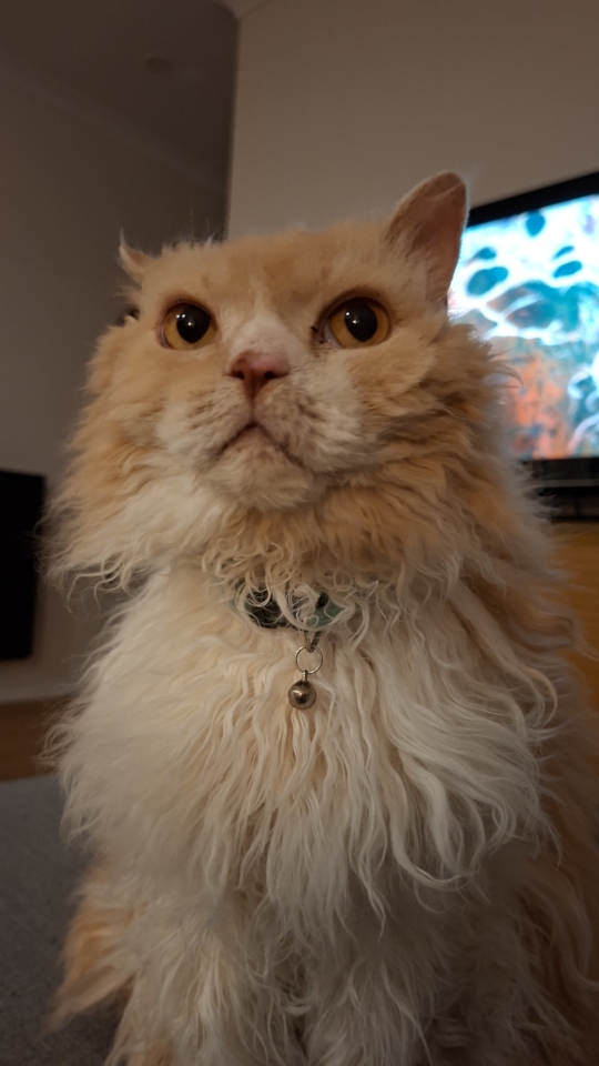 Ted checking on us at TV time