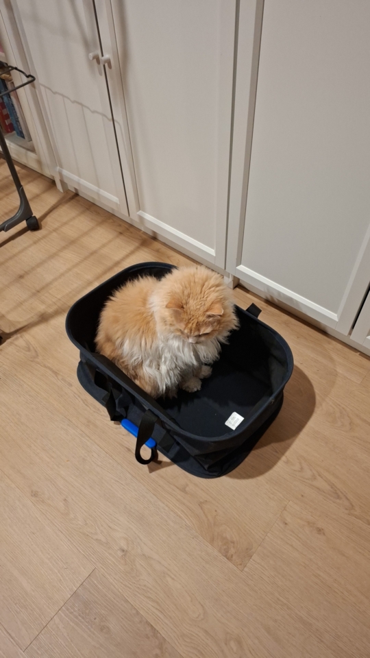 Ted in the washing basket